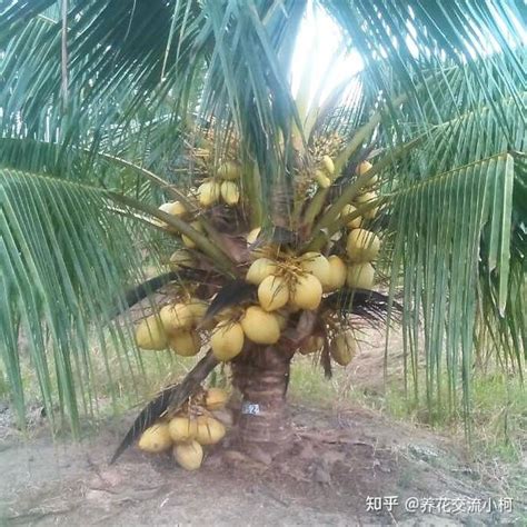 迷你椰子 種植 6是甚麼意思